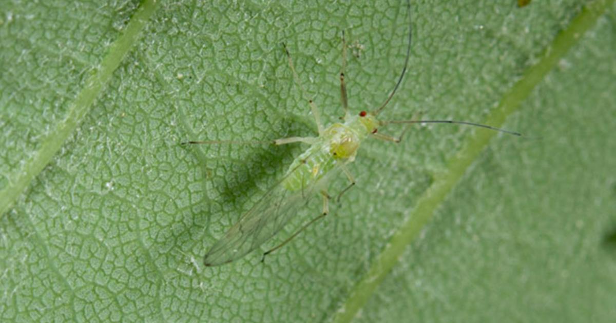 Sitkafichtenlaus Liebe Deinen Garten