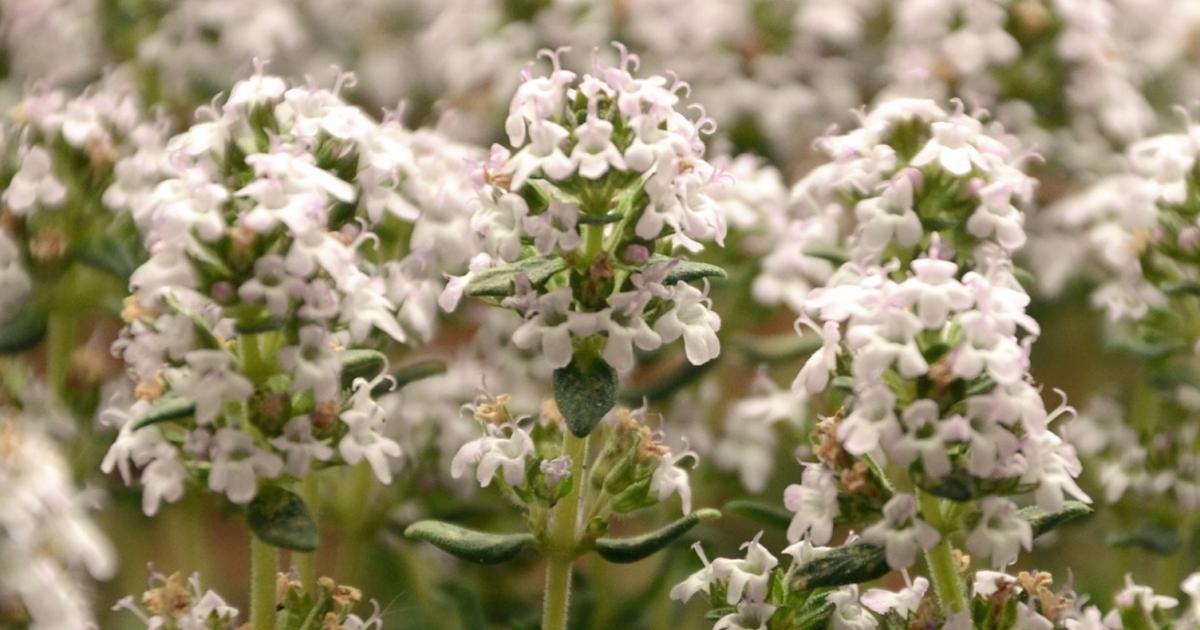 Thymian pflanzen und pflegen | Liebe deinen Garten