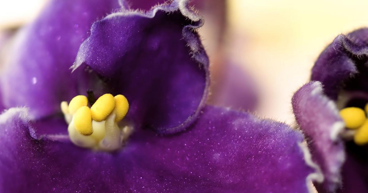Usambaraveilchen pflanzen und pflegen | Liebe deinen Garten DE