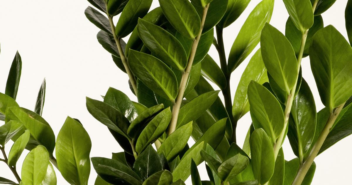 Zamioculcas (Glcksfeder) pflegen | Liebe deinen Garten