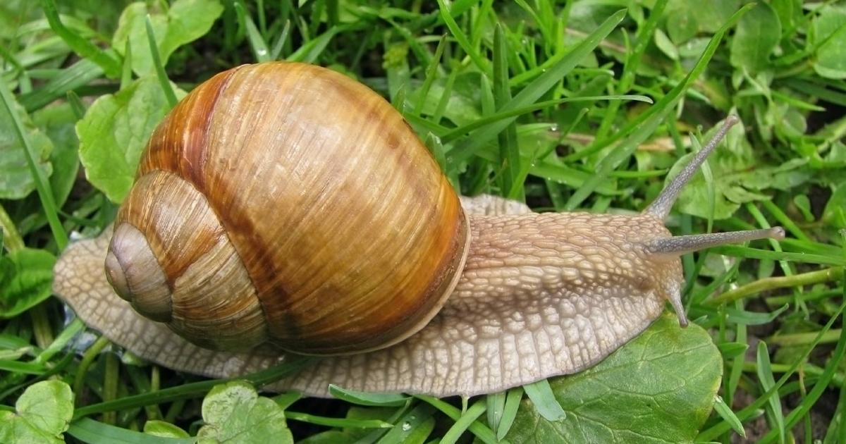 Schnecken im Garten Tipps und Tricks Liebe Deinen Garten DE