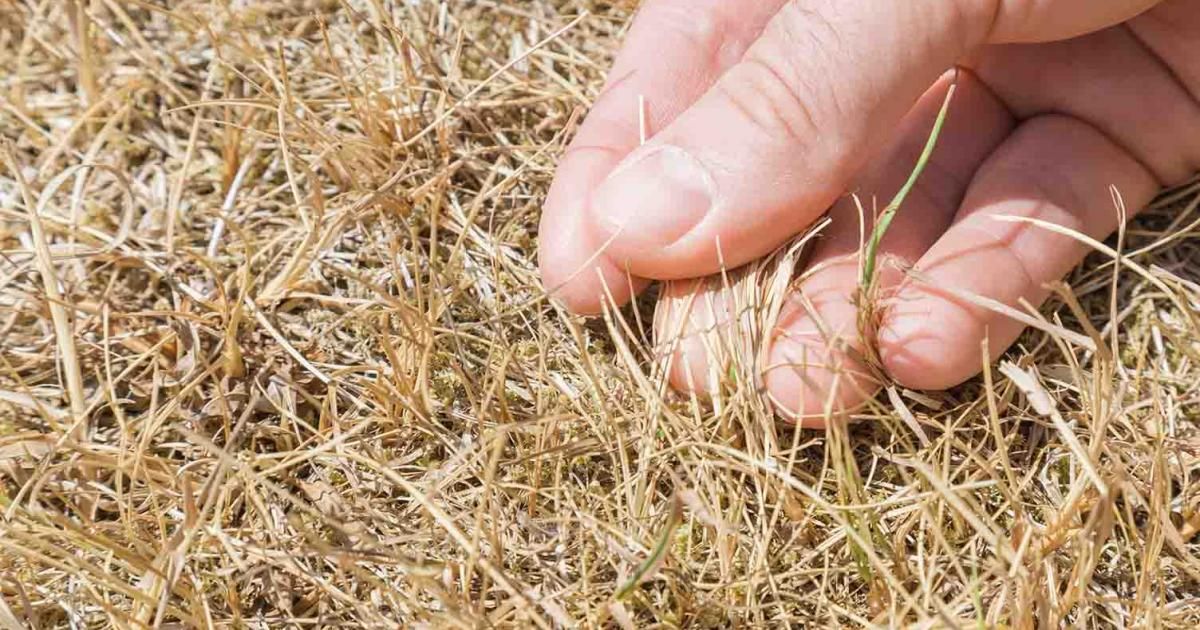 Verbrannter Rasen So wird er wieder grün! Liebe Deinen Garten DE