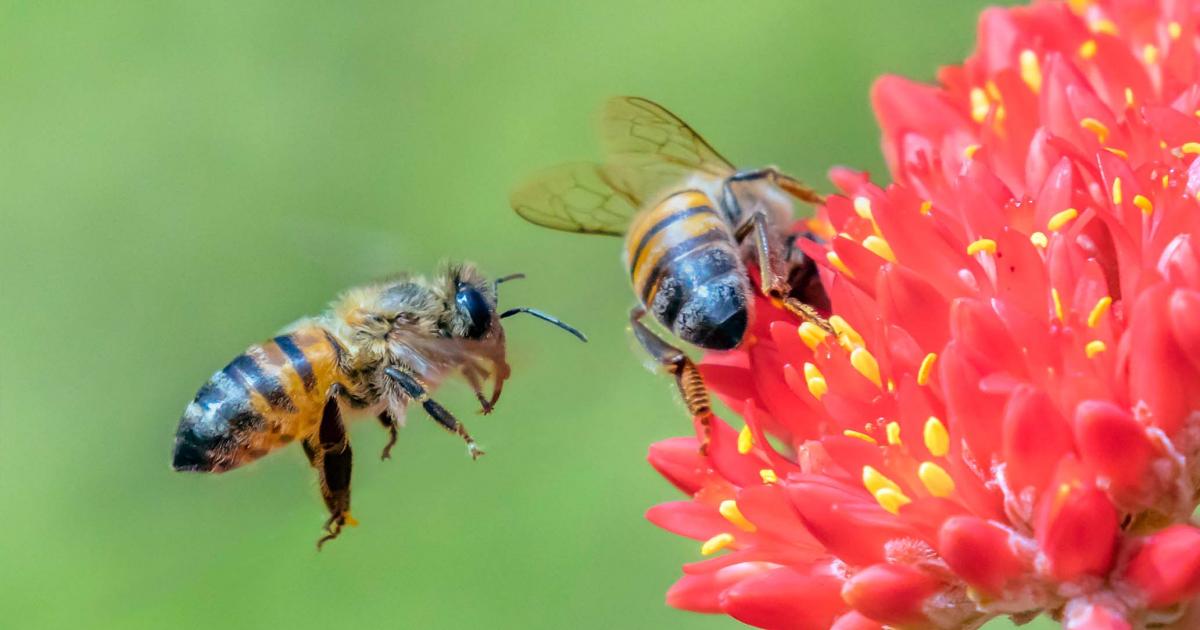 Bees Pollinate Flowers As They Collect Nectar Best Flower Site