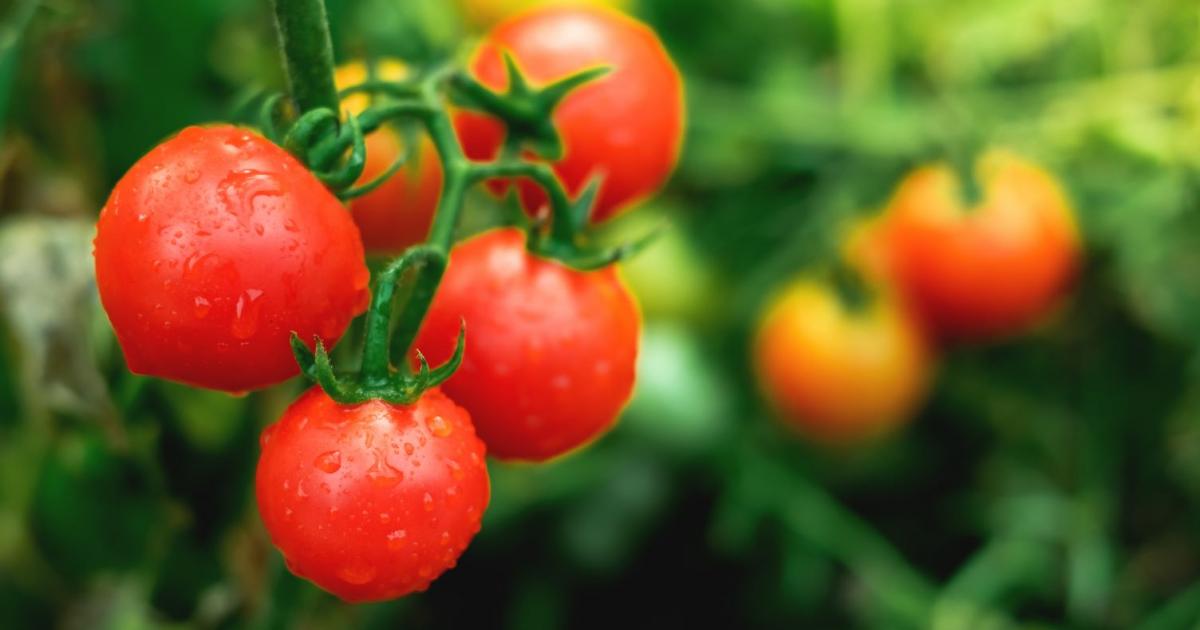 Tomaten richtig dngen