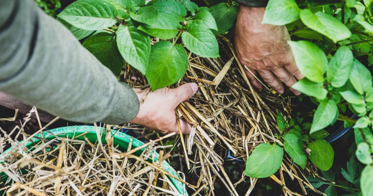 Mulchen im eigenen Garten | Liebe deinen Garten DE