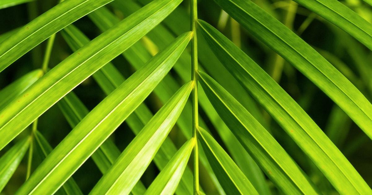 dnger unkrautvernichter rasen Rasendnger mit Unkrautvernichter + Nachsaat