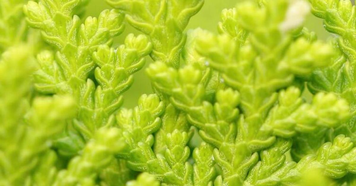 Thuja pflanzen | liebe deinen garten DE