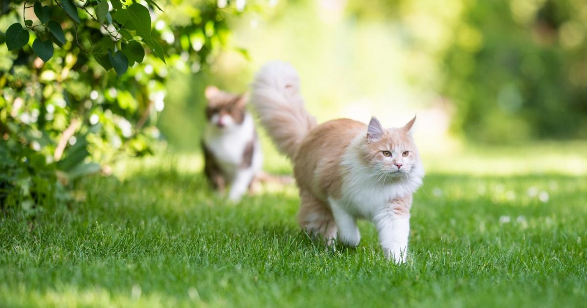 Stewart Island Toeval Bedenken Gebruik je planten in de strijd tegen katten