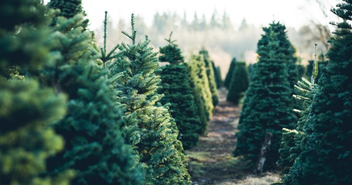 Hoe kies je de juiste kerstboom? En hoe houd je de boom mooi?