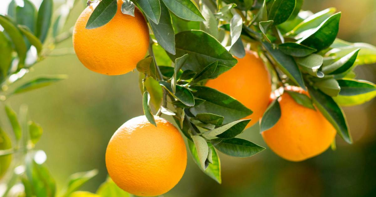 Planting and caring for citrus trees