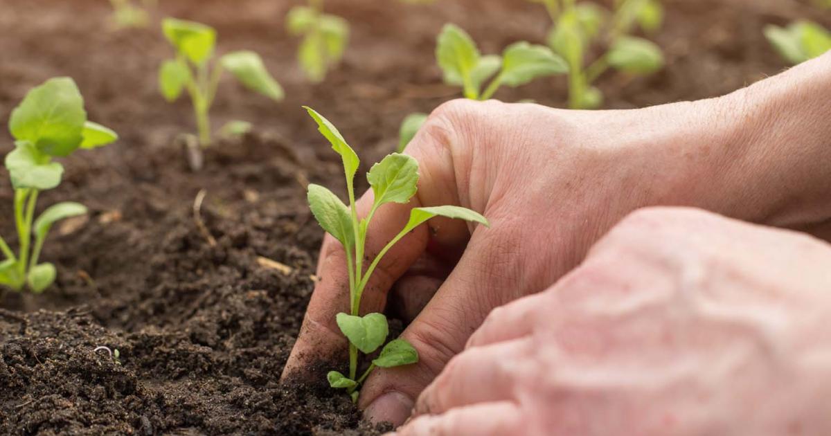 planting