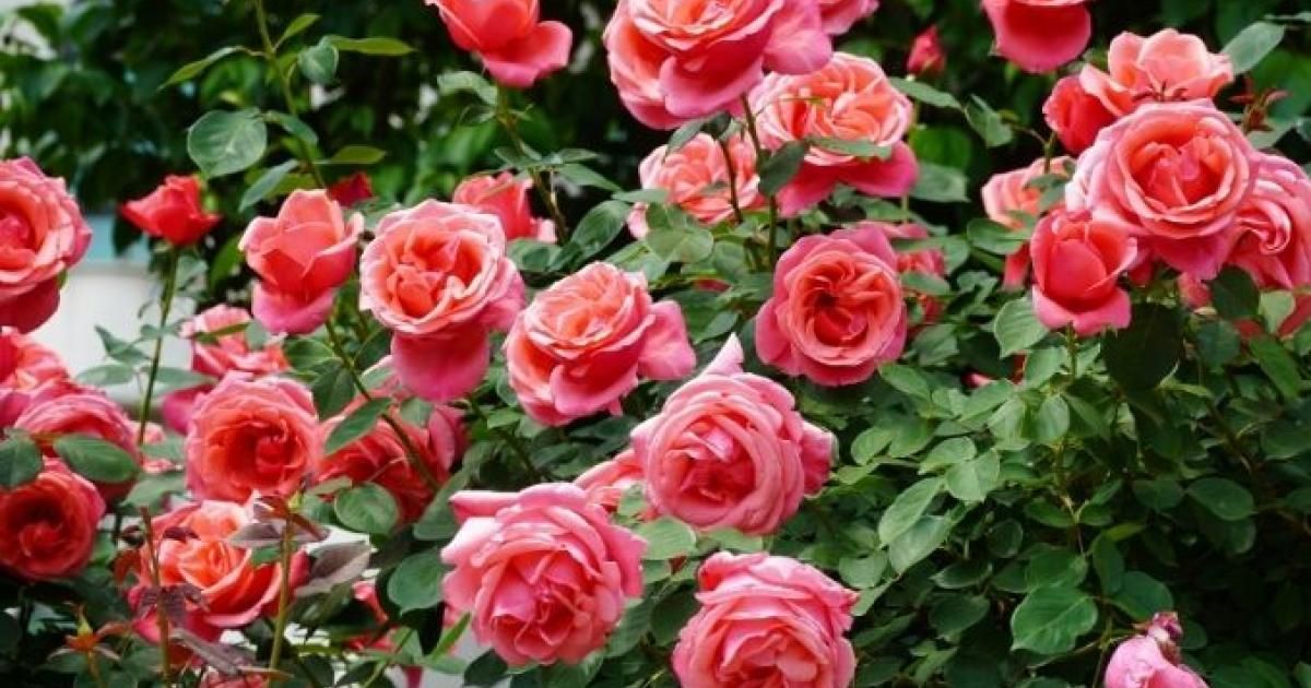 How Do Roses Look Experts Guide to Growing Beautiful Roses at Home | Love The Garden