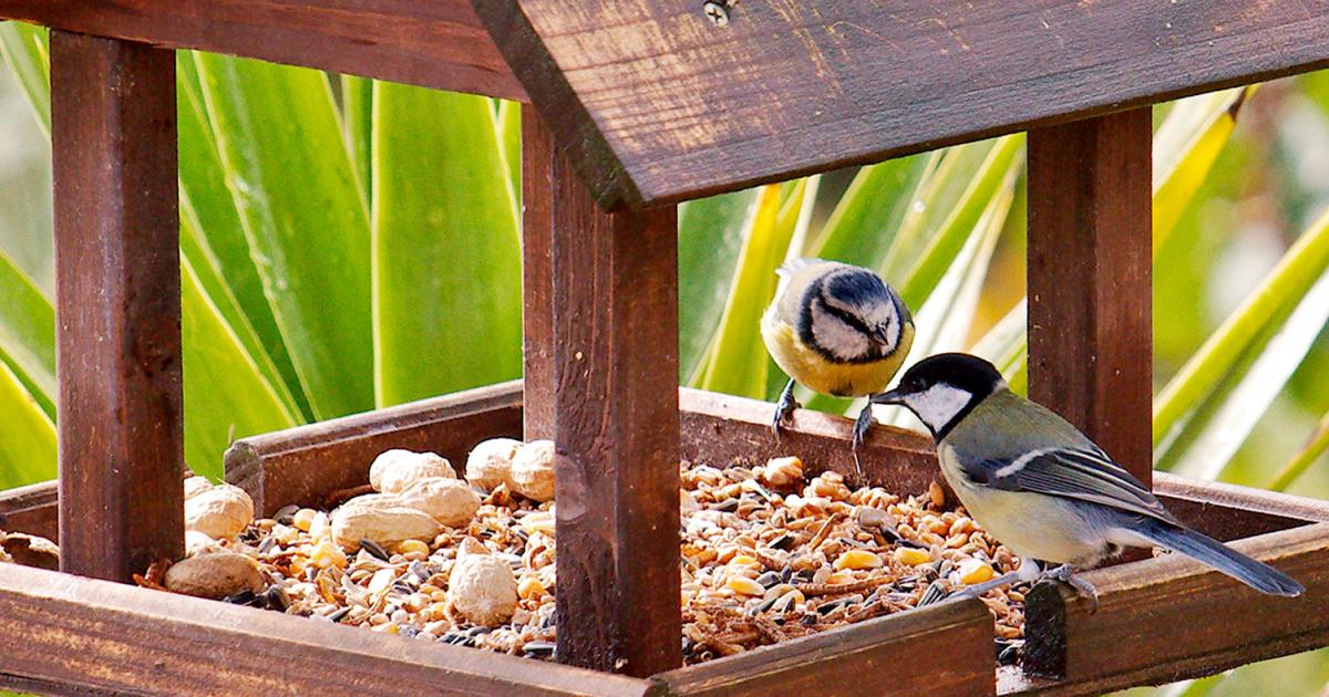 Getting started with bird tables Love The Garden