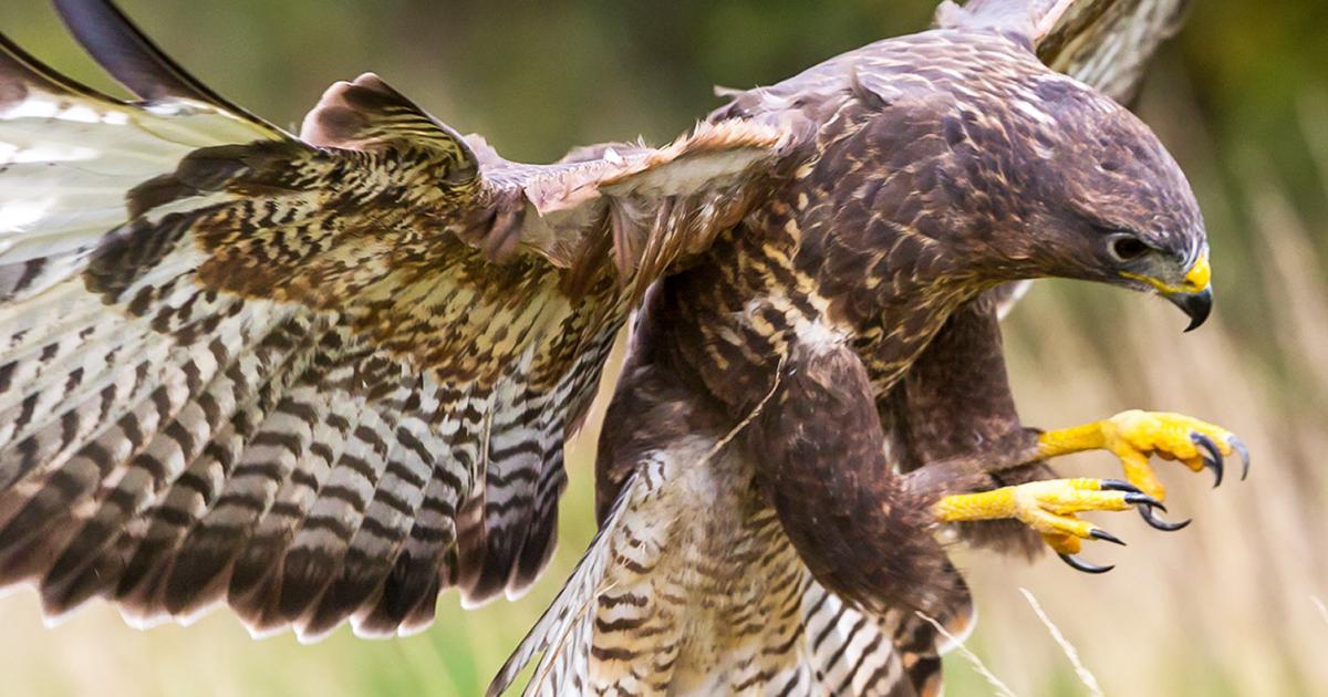 Discover five of the UK's commonly seen birds of prey & how to