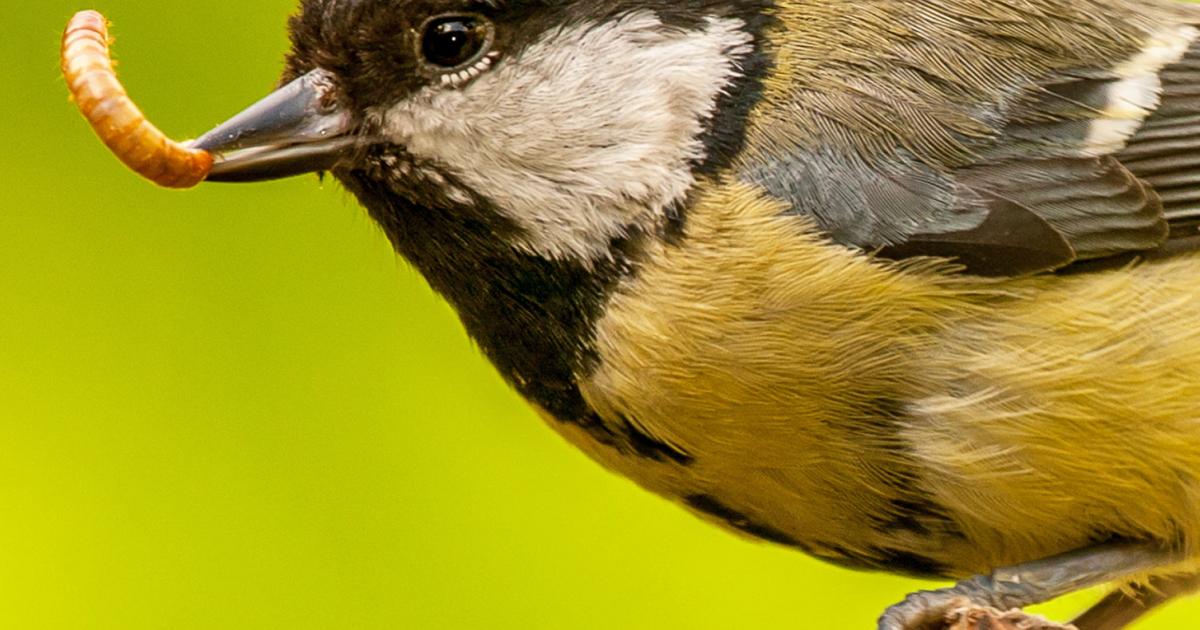 UK advice birds wildlife how attract birds your garden main
