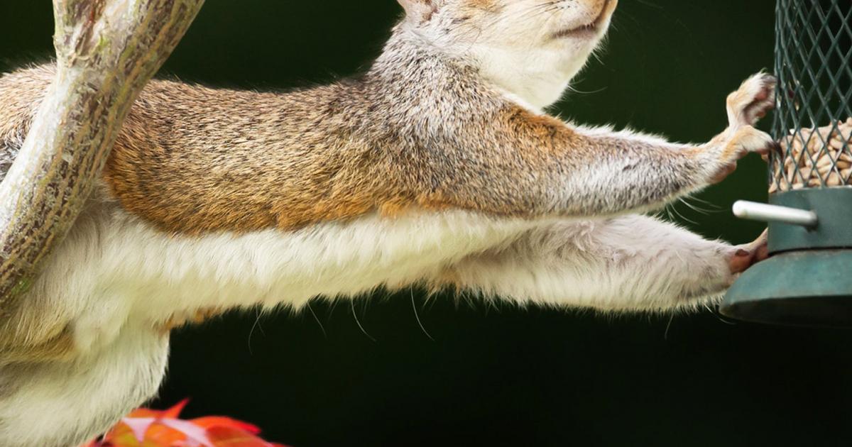 How to rid your garden of squirrels | Love The Garden