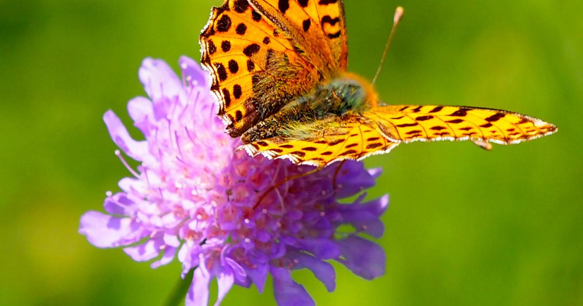 Spotters Guide To Butterflies Love The Garden