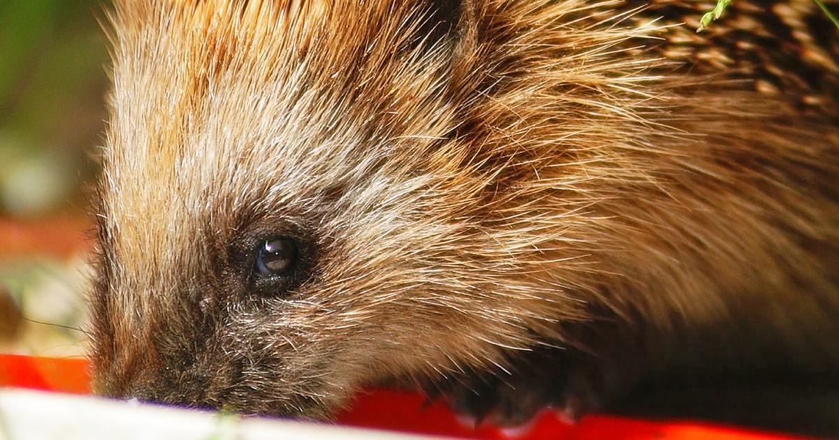 A Guide To What Hedgehogs Eat | Love The Garden