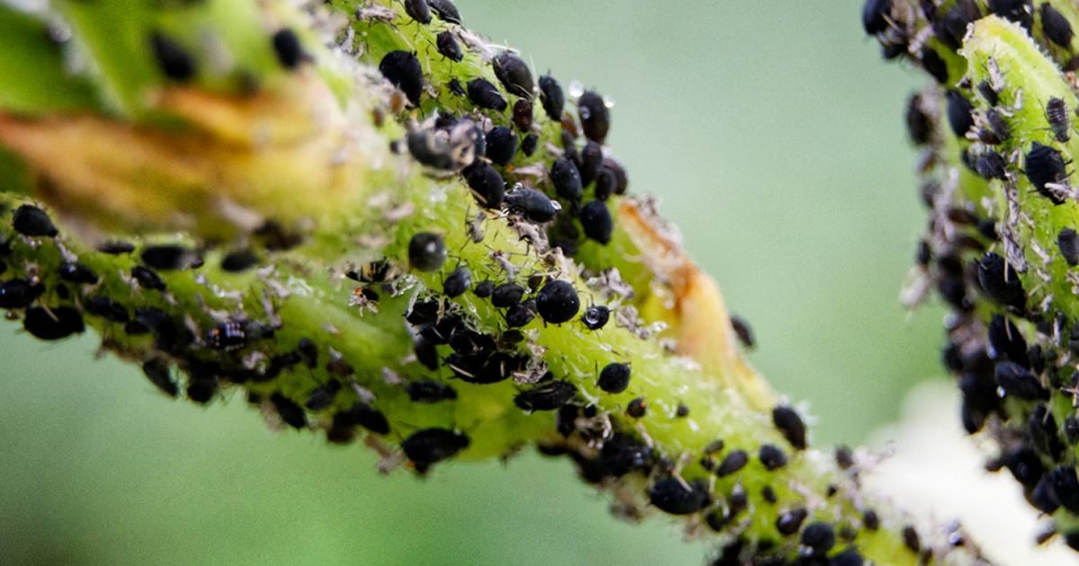 A Guide To Common Flower Problems Love The Garden