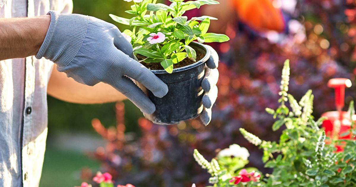 A complete guide to choosing the right compost lovethegarden