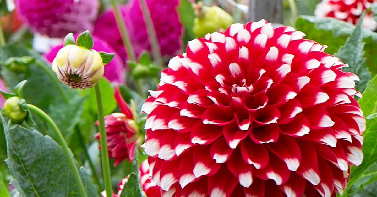 How To Grow Herbaceous Perennials | Love The Garden
