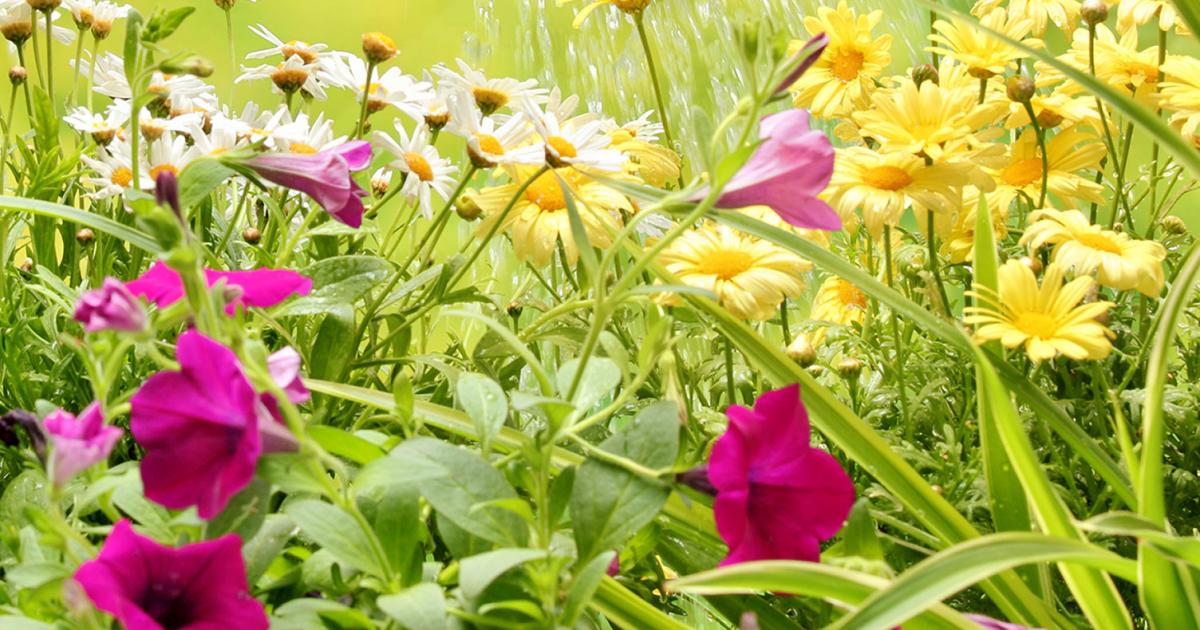 A Guide To Feeding Border Plants Love The Garden - How Often Should I Feed Bedding Plants A Guide To Feeding Border Plants Love The Garden - How Often Should I Feed Bedding Plants