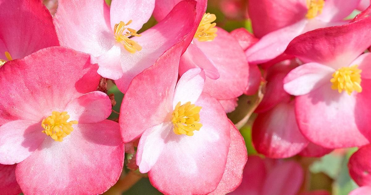 Hardy Annual Flower Seeds | Love The Garden