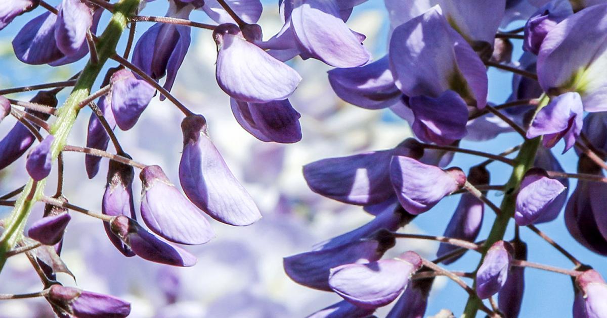 How To Prune a Wisteria Love The Garden