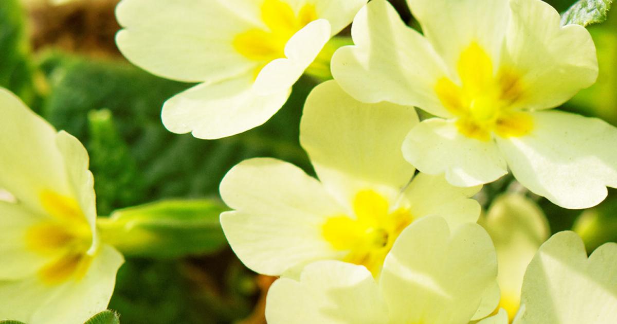 Planting Spring Winter Bedding Plants Love The Garden