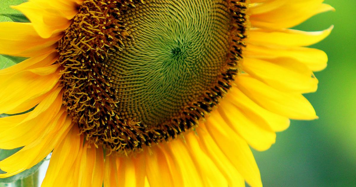 Download Love Sunflower Sunflower Design - Sunflower Svg File ...