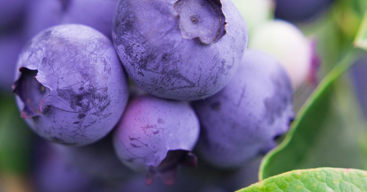 Watering camellias and blueberries lovethegarden