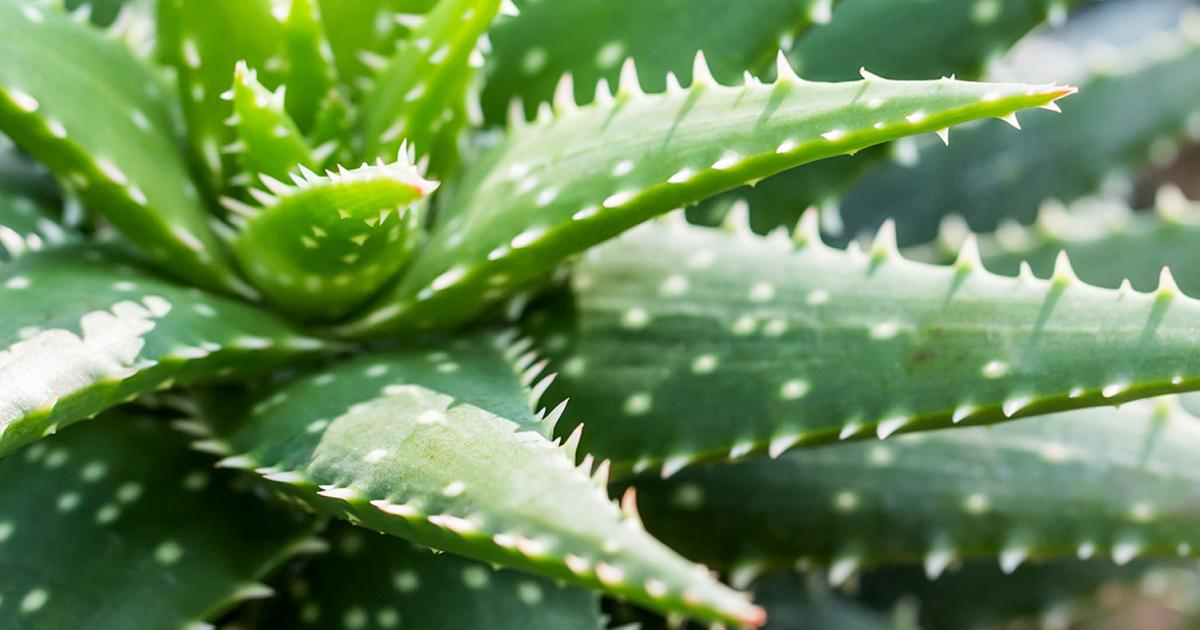 Aloe Vera Care | Love The Garden