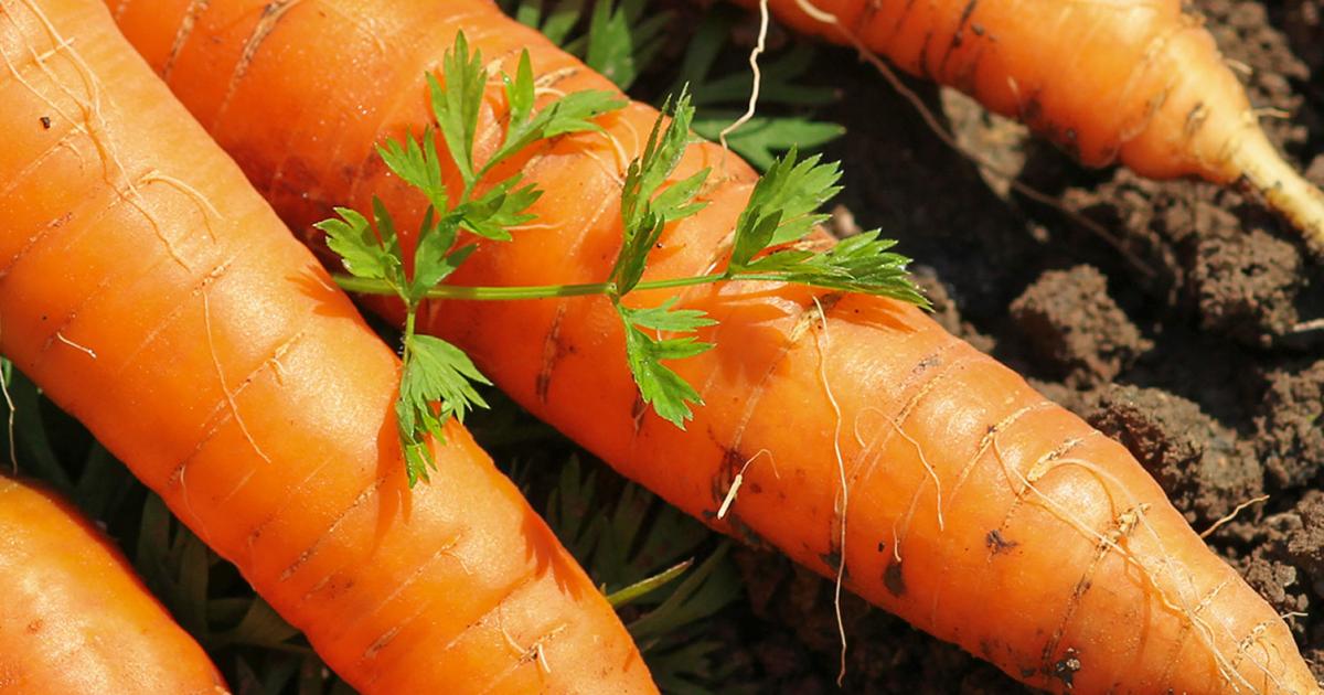 grow british vegetables garden own veg gardening