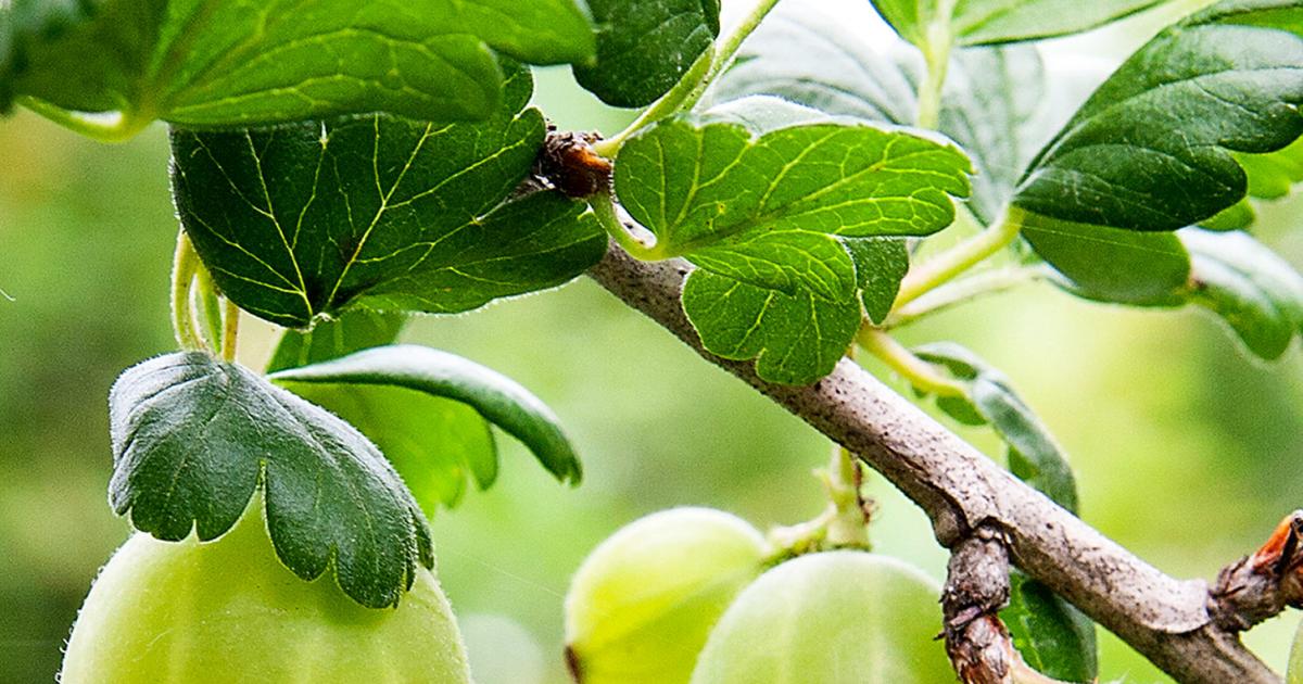 Grow your own feeding fruit bushes lovethegarden
