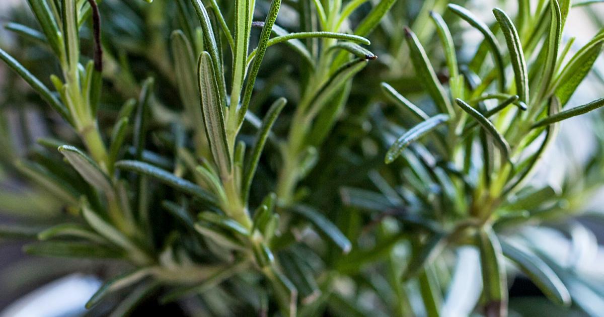 A Guide To Growing Herbs Indoors Love The Garden