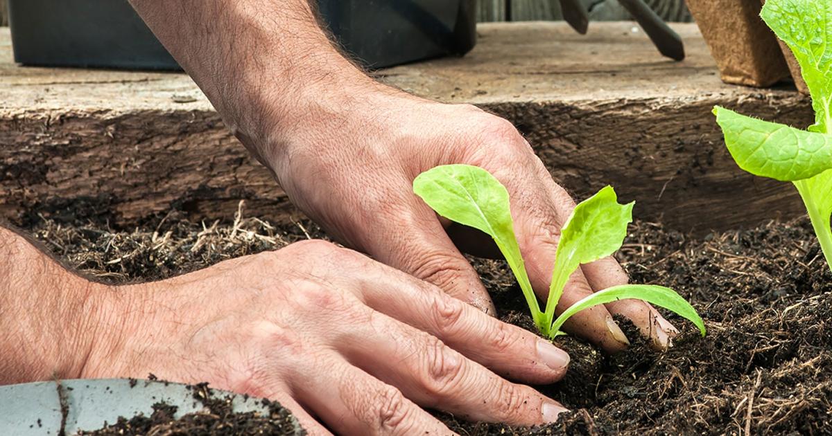 How To Create A Vegetable Garden Lovethegarden How To Create A Vegetable Garden Why Grow Your Own