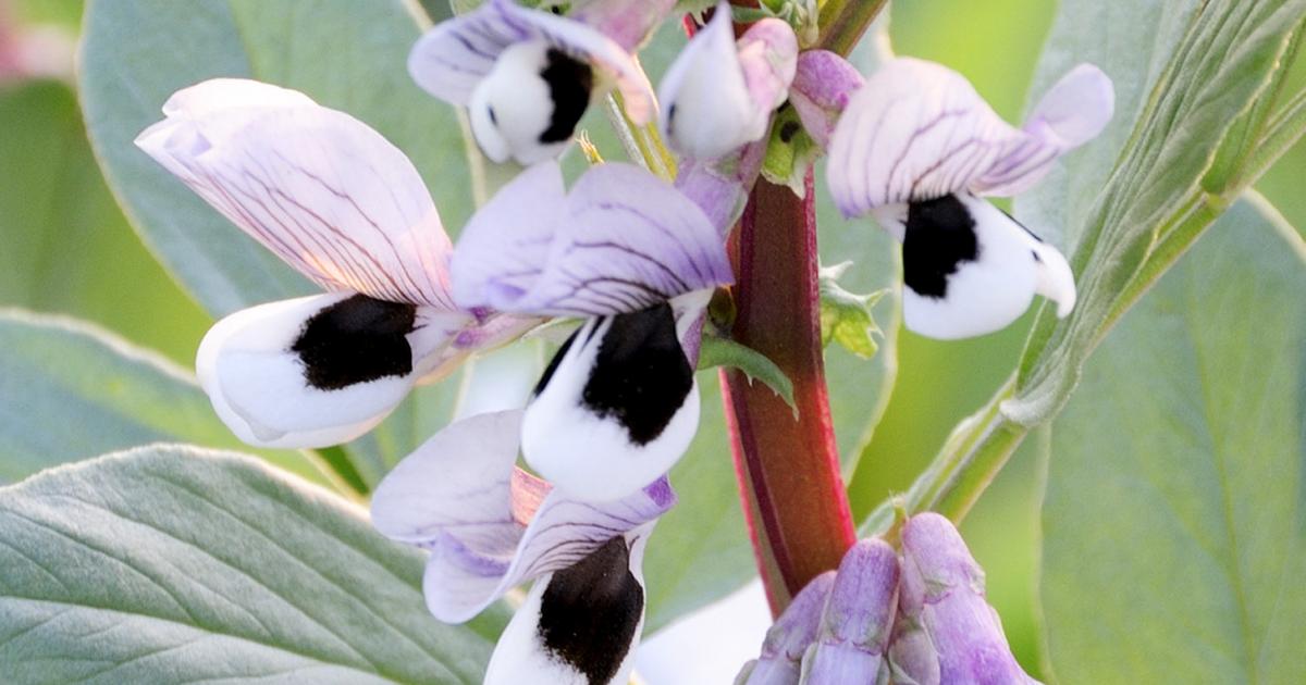 A guide to growing broad beans | Love The Garden