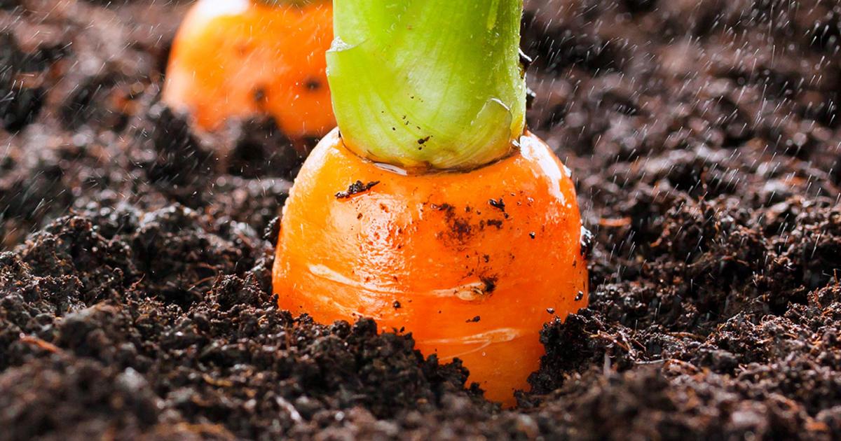 How To Grow & Care For Carrots | Love The Garden