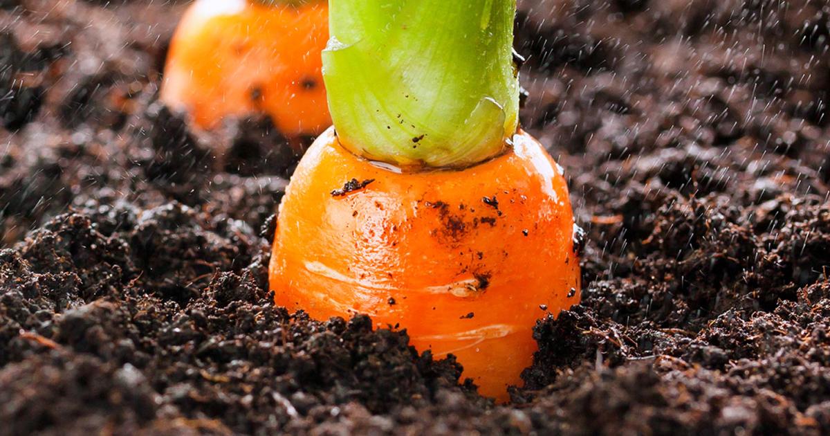 Légumes racine : Conseil, astuces et information sur les légumes racines