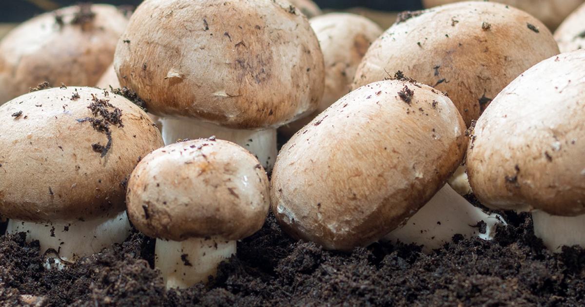 free download home mushroom growing free download home mushroom growing