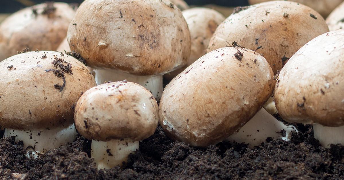 How to make mushroom growing straw blocks