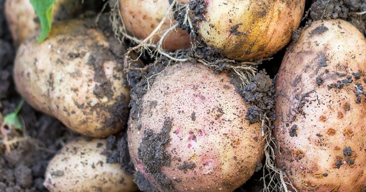 The ultimate guide to growing potatoes lovethegarden