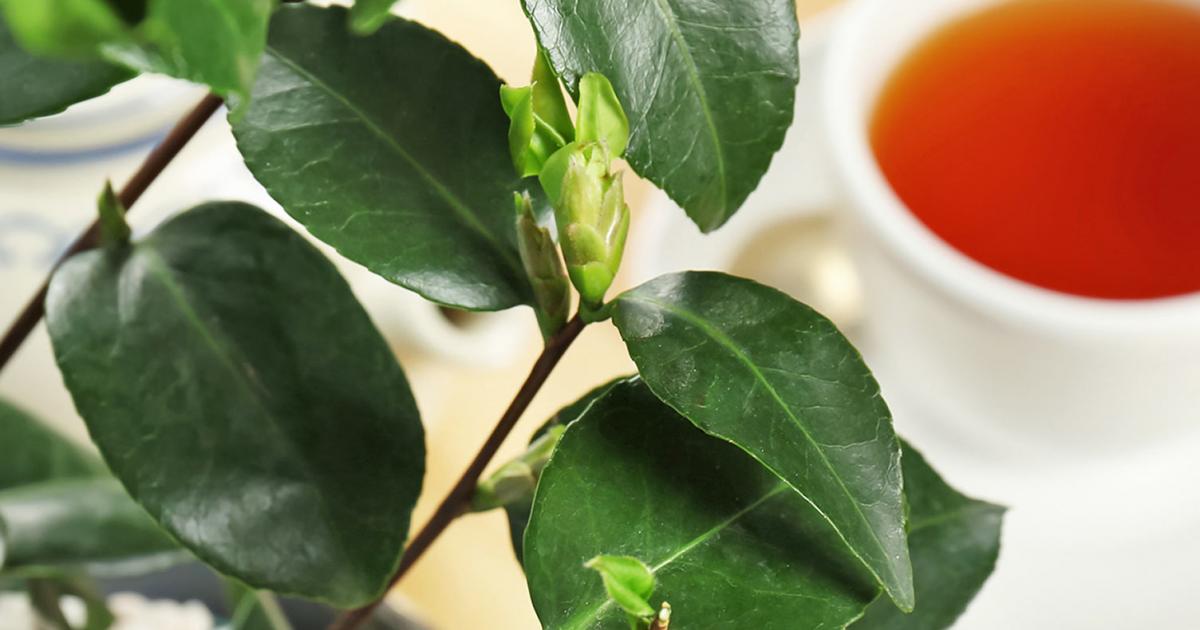 How To Grow Tea Guide To Growing Tea At Home