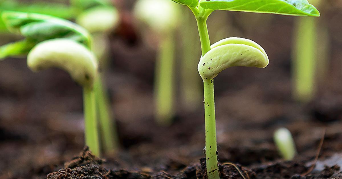 plant vegetables