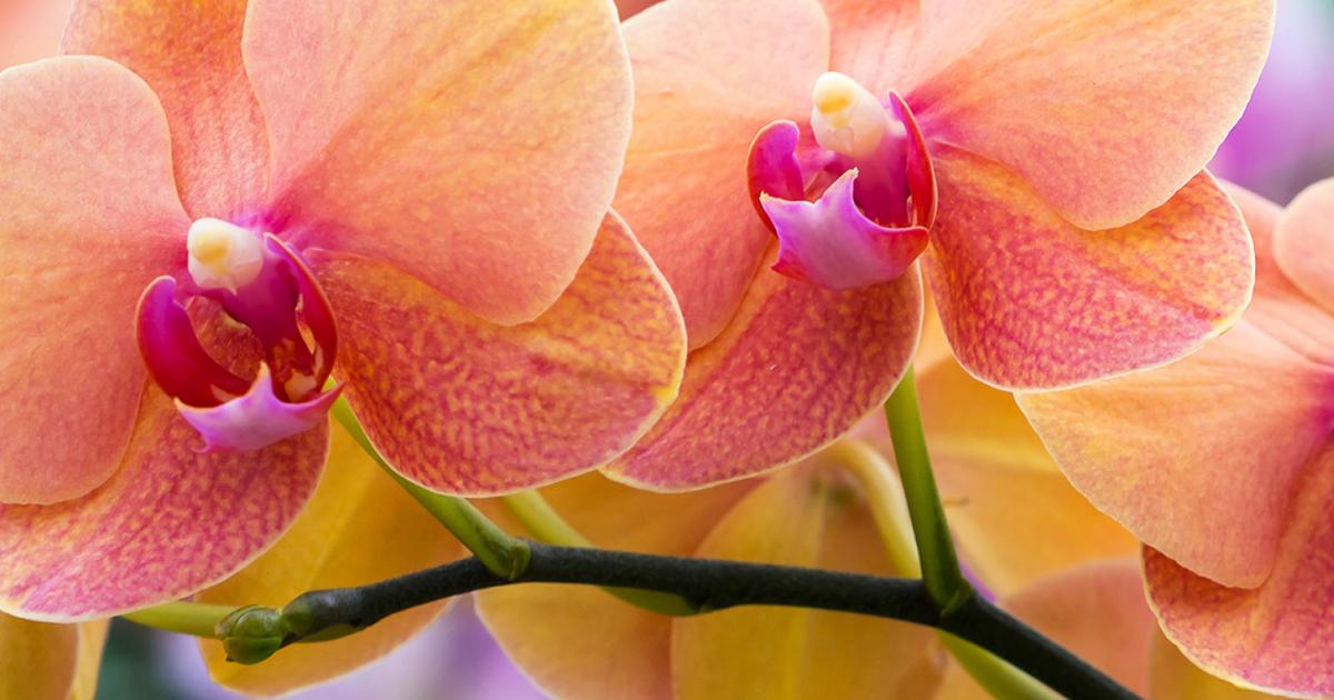 How To Grow And Care For Orchids Love The Garden