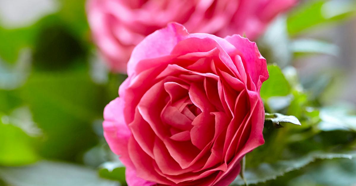 Growing Patio Roses In Containers Love The Garden