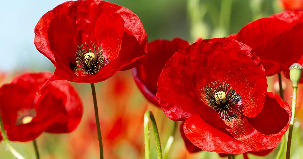 How To Grow & Care for your Poppies