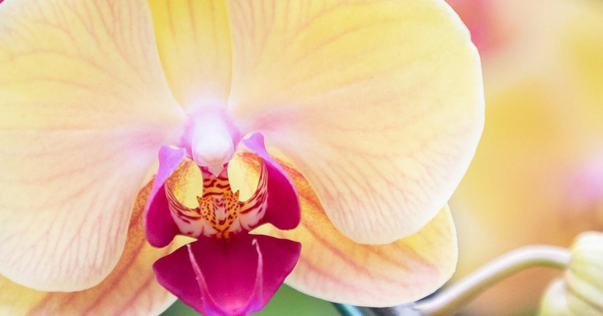 Orchid Flower Bq Orchid Flowers