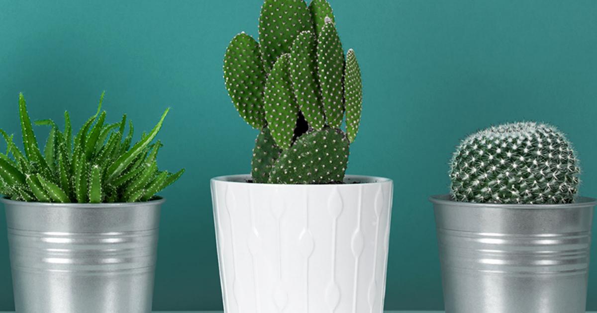 Les Meilleures Plantes De Bureau La Pause Jardin