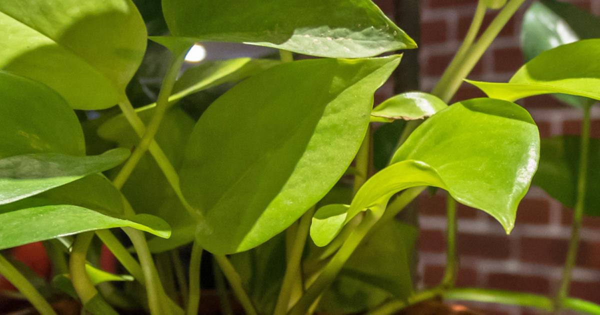 Where to place houseplants | Love The Garden